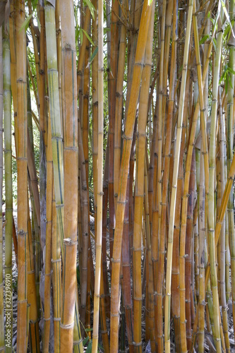 Bamboo