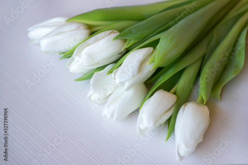 White Tulips on white background. Top view