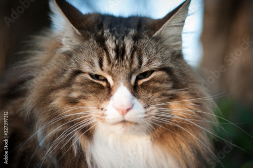 close-up of a cat's face outdoor. norwegian forest cat portrait