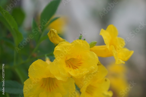 closeup of yellow daffodils © bwipavadee