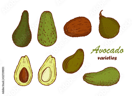 Avocado Varieties Vector set. Different types of Avocados. California tropical fruit. Hand drawn illustration
