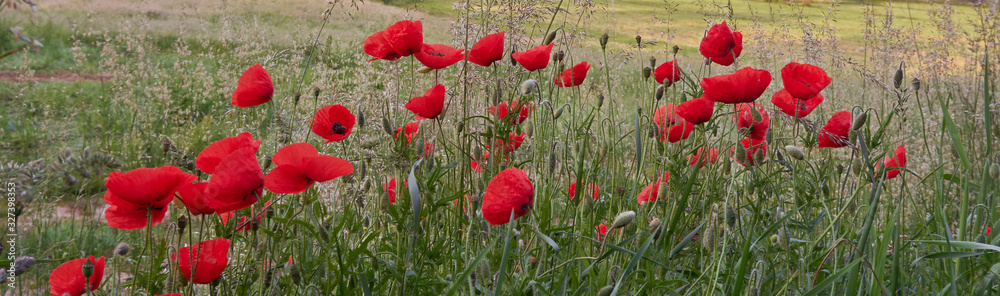 Obraz premium poppy field of red poppies