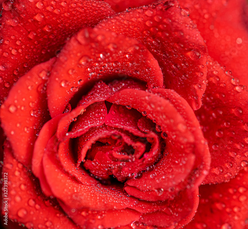 Fototapeta Naklejka Na Ścianę i Meble -  rose flower macro shot , nature background