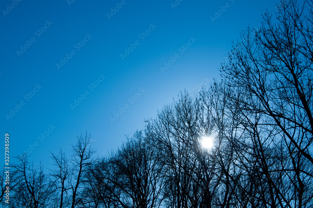 Trees without leaves. Branches against the sky. The lights of a sun. Spring Winter. Trees without leaves. Branches against the sky. The lights of a sun. Spring Winter.