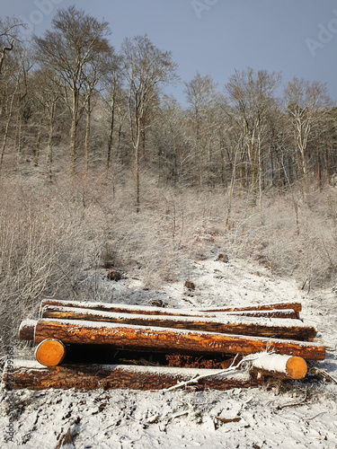 Trunks of deforested trees stacked on top of each other in front of the forest and covered with snow stand out in color in the winter landscape.