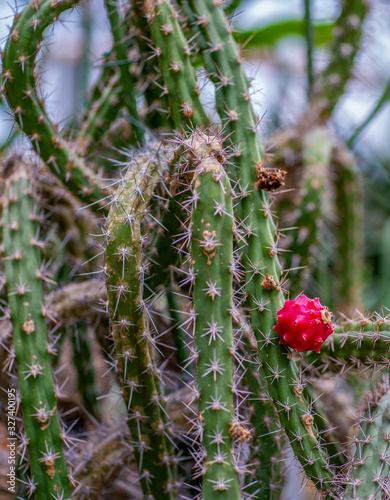 Close up of a harrisia tortuosa cactus photo