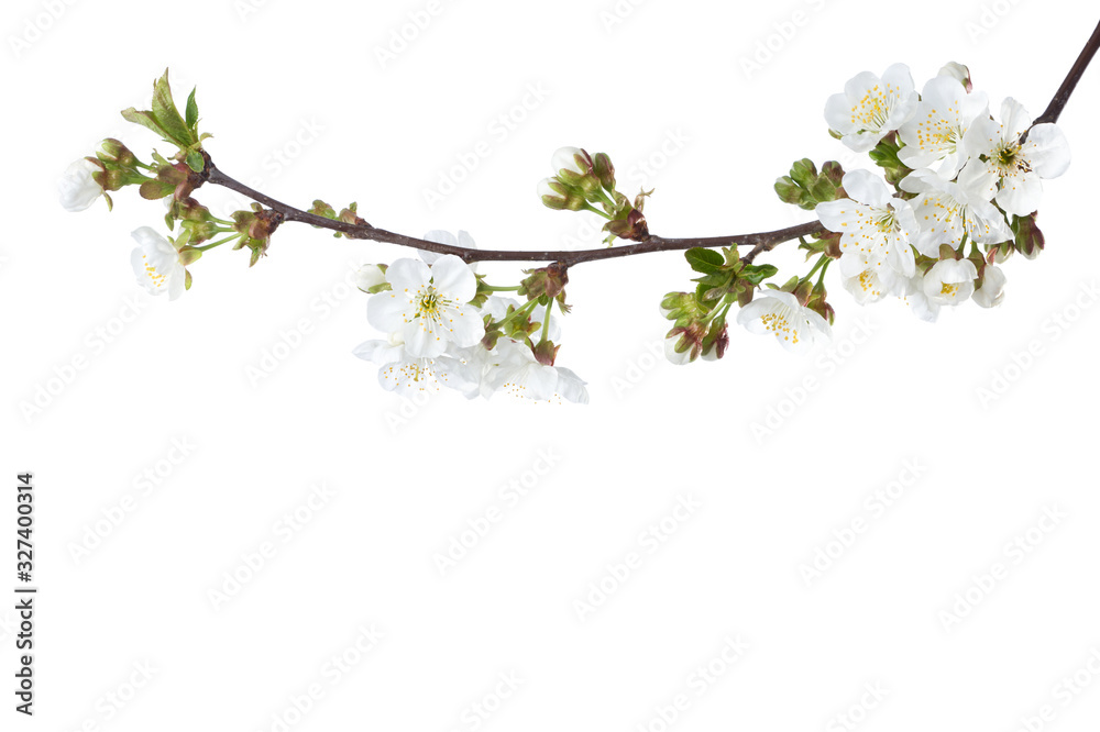 Sweet Cherry in blossom isolated on white background. Selective Focus. Prunus Avium Sweet Cherry in blossom isolated on white background. Selective Focus. Prunus Avium