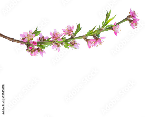 Blossoming branch of Almond isolated on white background.