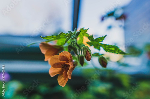 Abutilon Pictum Thompsonii - Flowering Maple photo