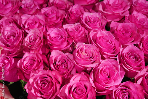 pink shabby roses for background