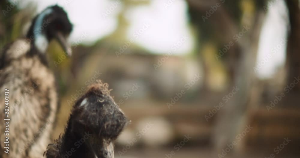 Close up of Emu at the farm, on a sunny day, bokeh background. BMPCC 4K Close up of Emu at the farm, on a sunny day, bokeh background. BMPCC 4K