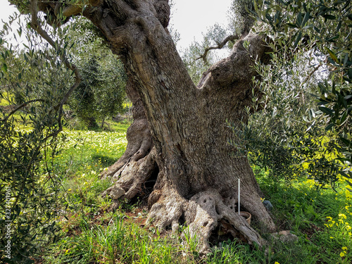 The amazing secular olive trees in the south of Italy, Puglia