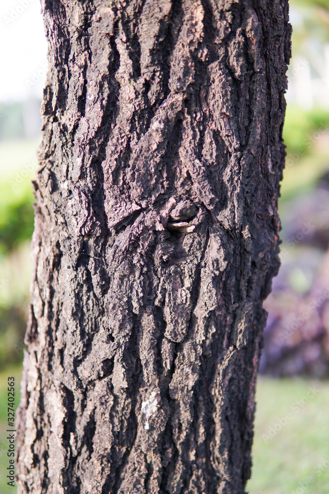 texture of pine tree trunks in the forest texture of pine tree trunks in the forest