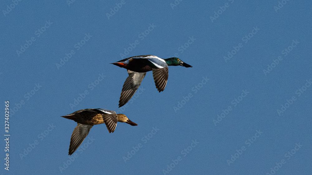 Obraz premium canard souchet