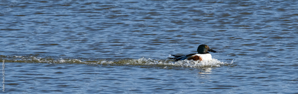canard souchet canard souchet
