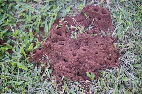 ant nests on the ground in the forest photo