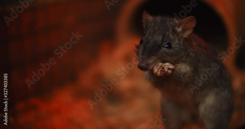 Close up of Woylie or brush-tailed bettong, eating a worm. Woylie is extremely rare and endemic to Australia, also known as 