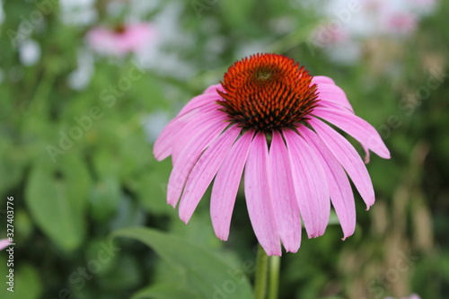 Pink Flower