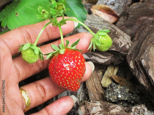 Women hand holding red and green strawberry in gardenphoto  photo