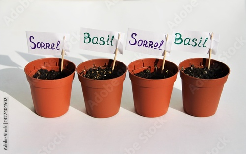 seed pots for germination with Basil and sorrel labels