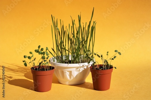 green sprouts in pots on a yellow background