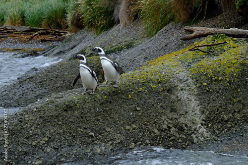 Some birds on tucker islets in Chilean Patagonia. 