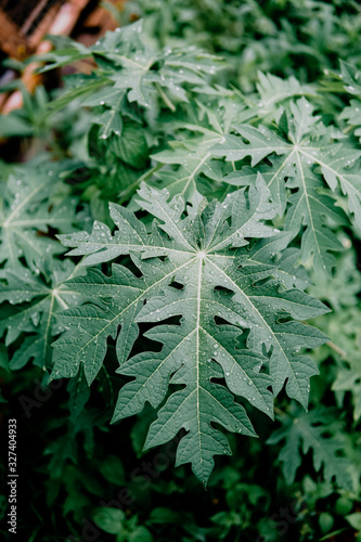 Fresh green papaya leaves with rain drops