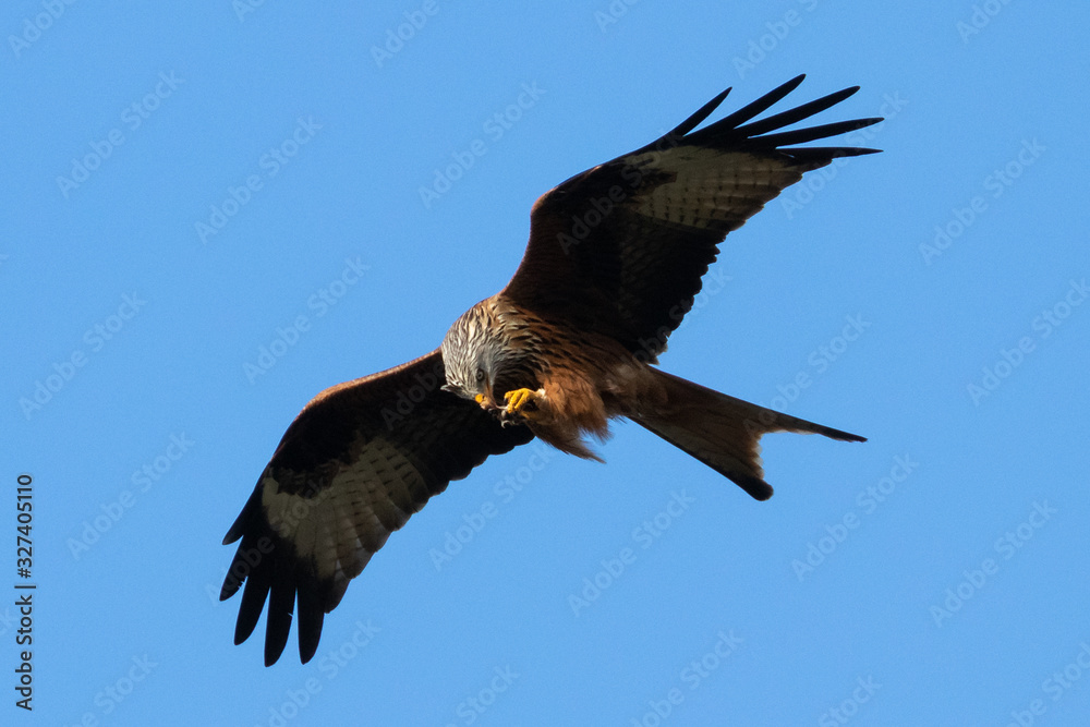 Naklejka premium Portrait eines Rotmilan (milvus milvus) vor blauen Hintergrund in Deutschland