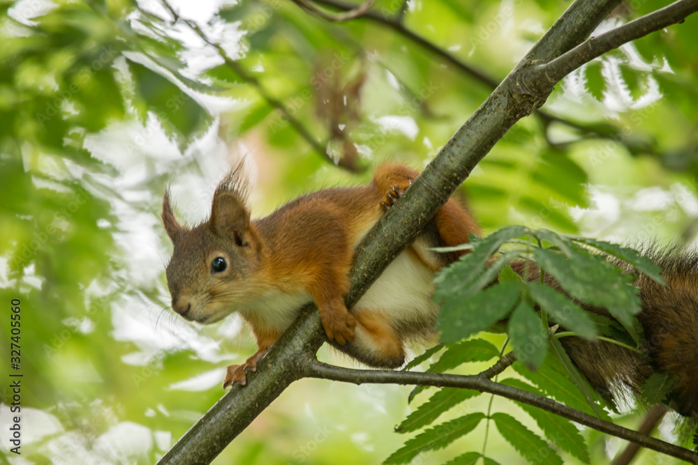 Young squirrel sitting on the tree. Eurasian red squirrel (Sciurus vulgaris). Young squirrel sitting on the tree. Eurasian red squirrel (Sciurus vulgaris).