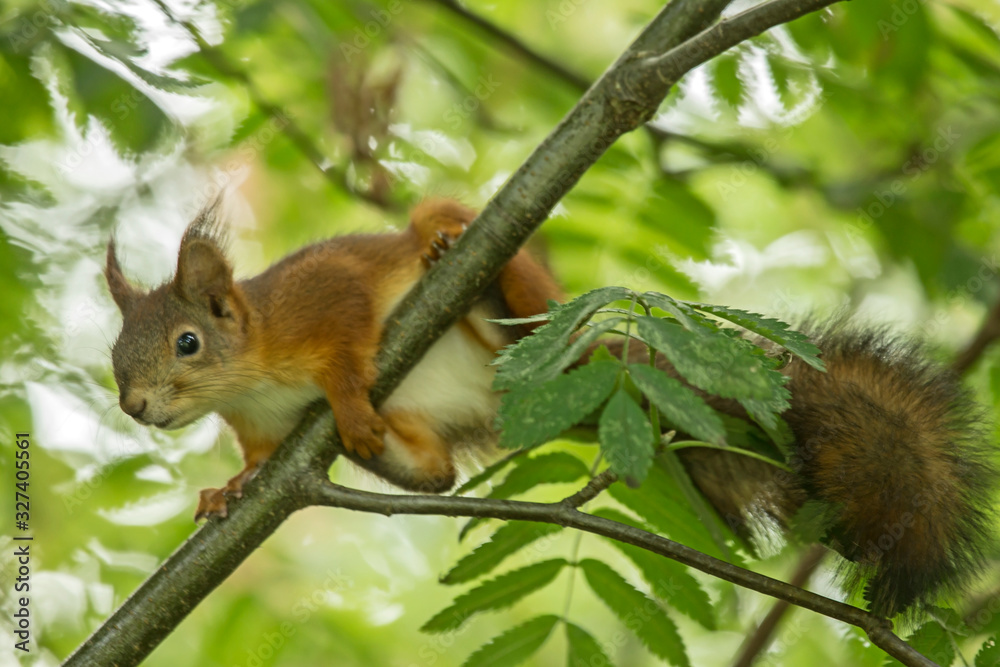 Young squirrel sitting on the tree. Eurasian red squirrel (Sciurus vulgaris). Young squirrel sitting on the tree. Eurasian red squirrel (Sciurus vulgaris).