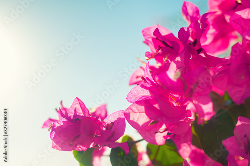 Blooming pink flowers against the blue sky. Beautiful summer nature background. Macro image, selective focus