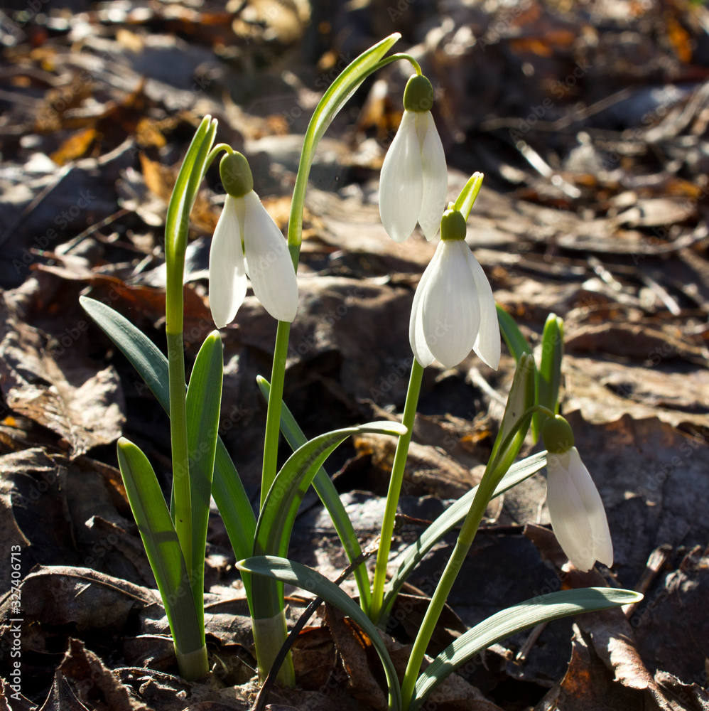 custom made wallpaper toronto digitalAwakening of nature in the spring. Wonders of pristine nature.