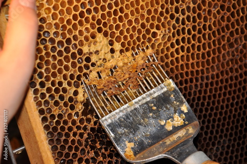 bee