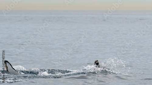A diving Humpback Whale and its fluke 
