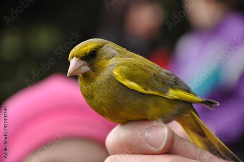 bird