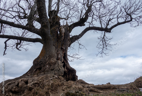 HOHLER BAUM . HOLLOW TREE  photo