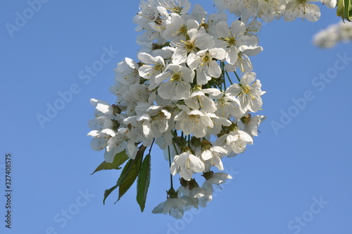 blossom