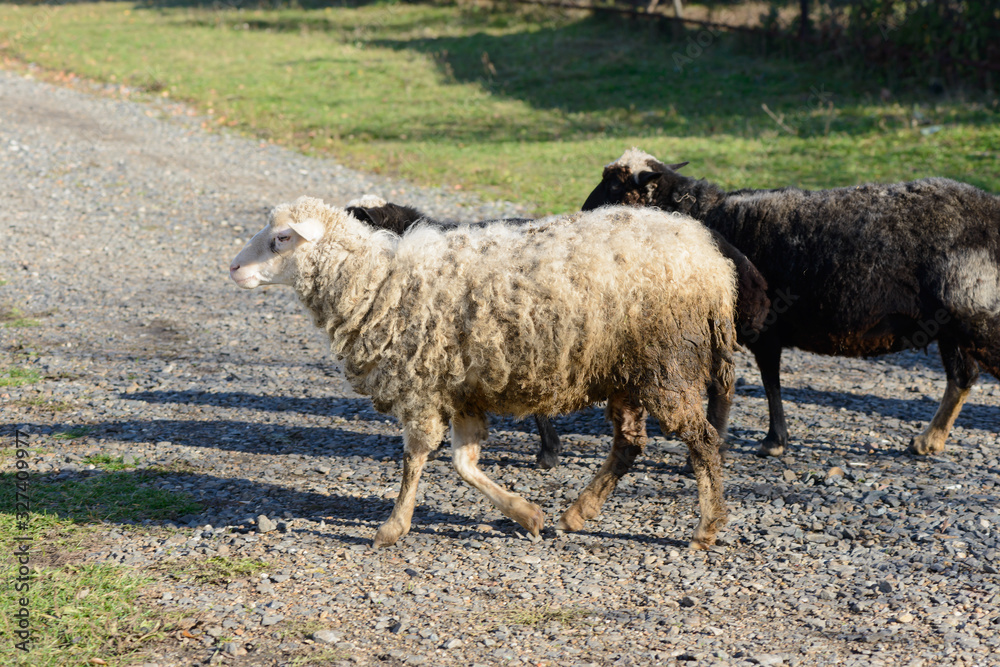 Naklejka premium three sheep crosses a rocky path onto a green lawn
