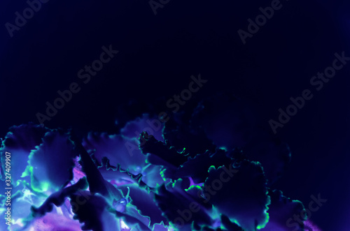 Abstract violet flowers with blue neon glow effect on black background