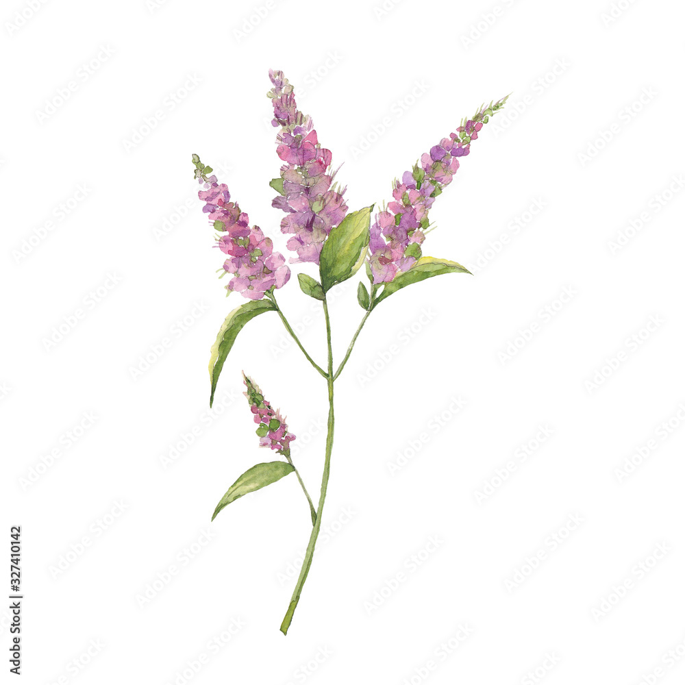 Drawing of handmade watercolor violet flower on a white background. Use for menus, invitations, menus, weddings Drawing of handmade watercolor violet flower on a white background. Use for menus, invitations, menus, weddings