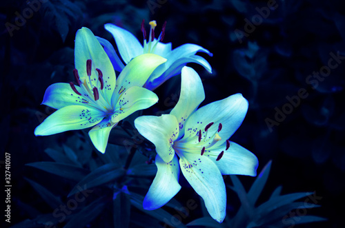 Lily flowers glow light green neon on black and blue background