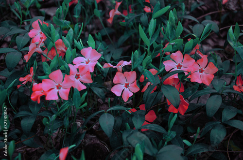Blooming background vivid red flowers periwinkle against dark green leaves