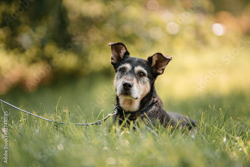 Fototapeta Naklejka Na Ścianę i Meble -  black and tan mixed breed dog lying down outdoors in summer