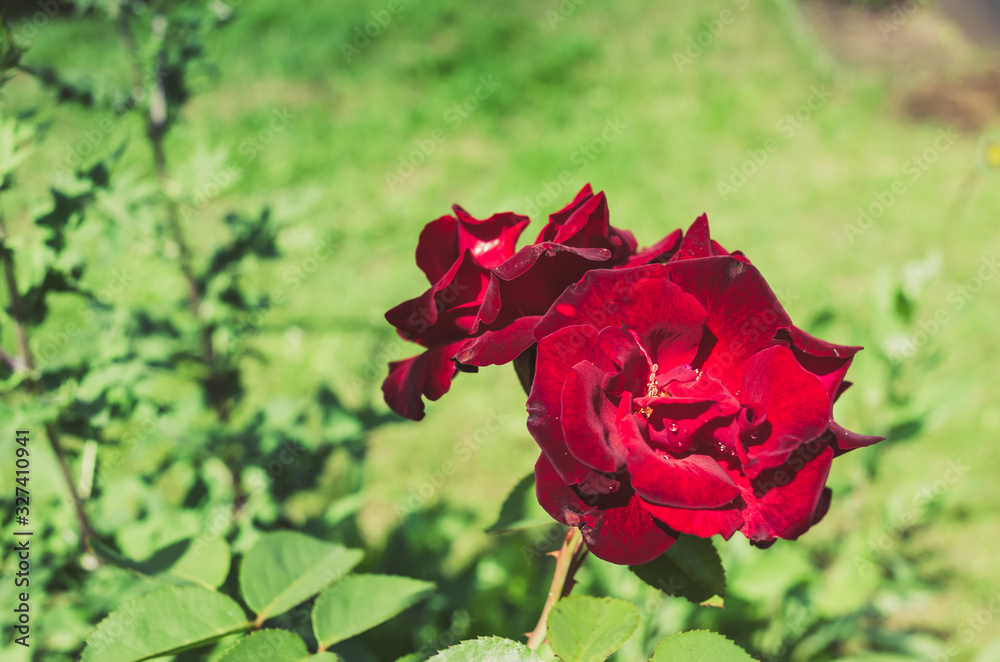 Red flower of a rose. Beautiful nature scene with blooming red flower of a rose/Beautiful red Rose blooming in summer garden. Red flower of a rose. Beautiful nature scene with blooming red flower of a rose/Beautiful red Rose blooming in summer garden.