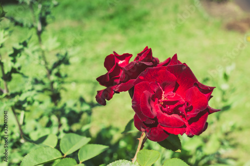 Red flower of a rose. Beautiful nature scene with blooming red flower of a rose/Beautiful red Rose blooming in summer garden.