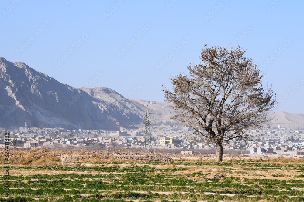 tree landscape photo mountain tree landscape photo mountain