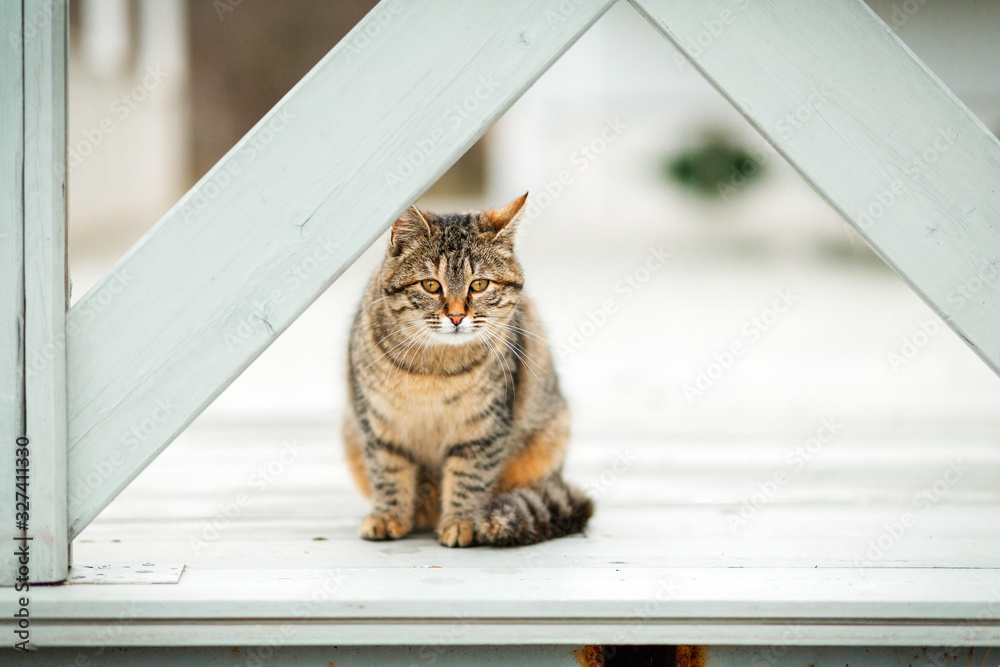 A brown tabby cat sits sad on a white wooden porch. White background. Concept of homeless animals and shelter for them