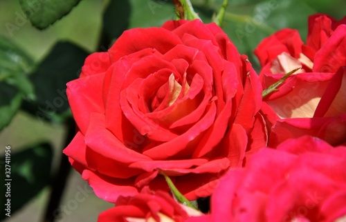 red rose in the garden