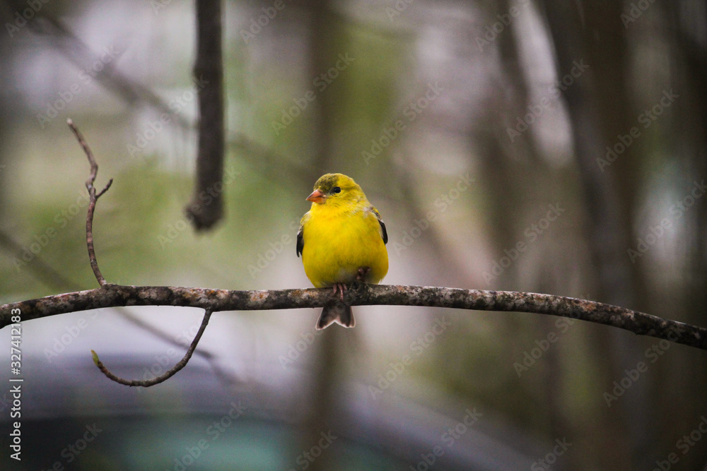 Obraz premium bird on a branch