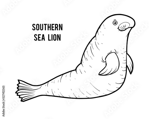 Coloring book, Southern Sea Lion